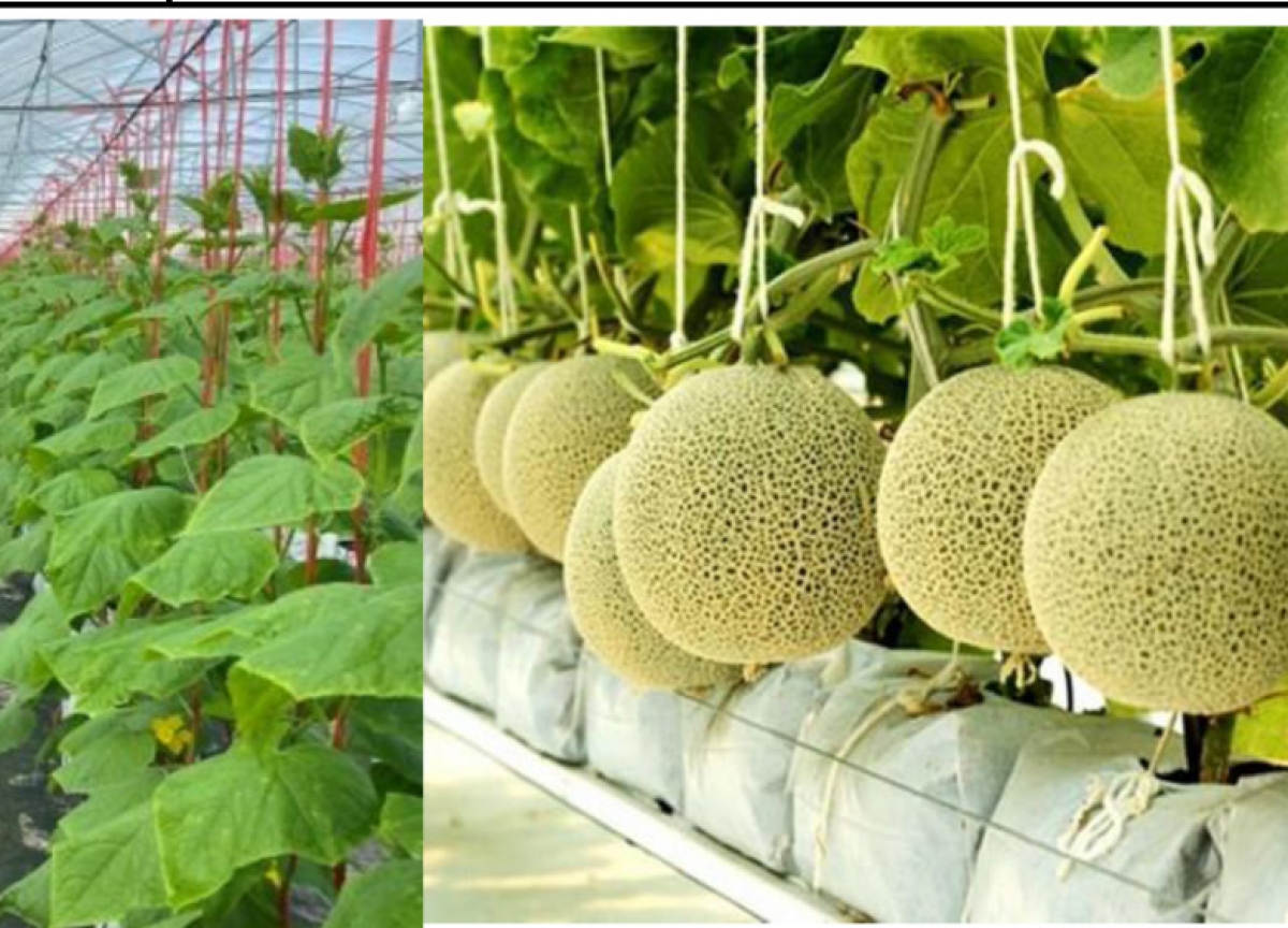 TUYỂN TTS TRỒNG VÀ THU HOẠCH DƯA LƯỚI (THỜI VỤ 8 THÁNG)