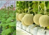 TUYỂN TTS TRỒNG V&Agrave; THU HOẠCH DƯA LƯỚI (THỜI VỤ 8 TH&Aacute;NG)