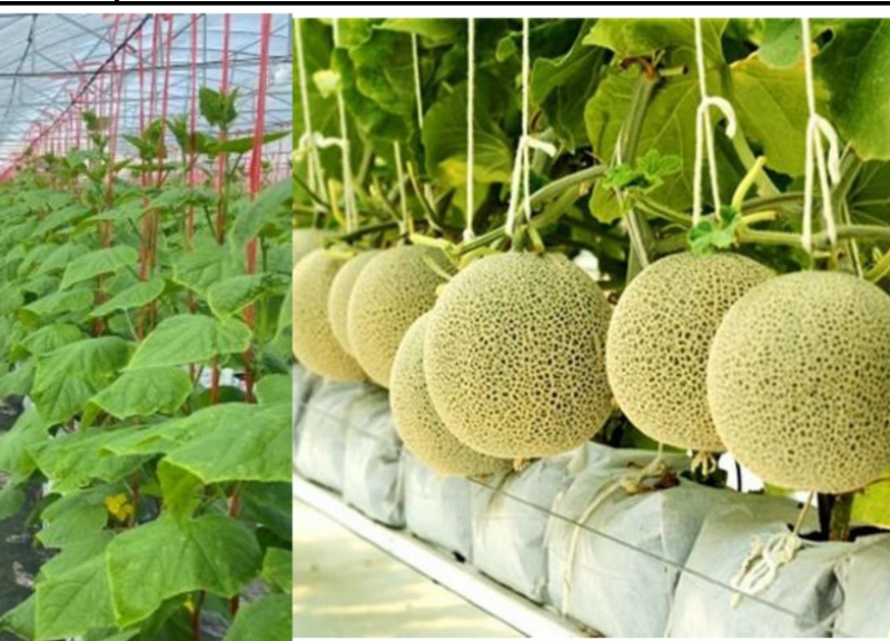 TH&Ocirc;NG B&Aacute;O TUYỂN TTS L&Agrave;M VIỆC TẠI NHẬT - TRỒNG V&Agrave; THU HOẠCH DƯA LƯỚI PV 26/8/2024